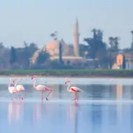 לרנקה: סופש קיץ זוגי